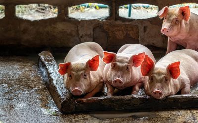 Hőstressz sertéseknél: komoly kihívás a nyári időszakban