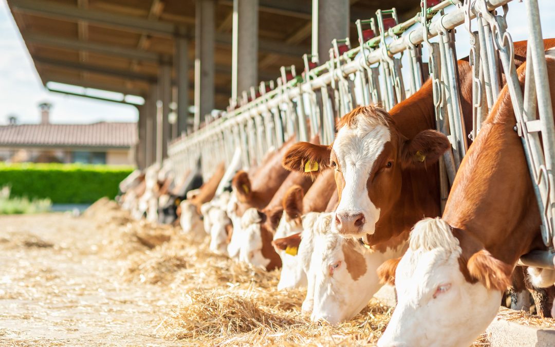 Hőstressz szarvasmarháknál: veszélyek és megoldások a nyári hónapokban