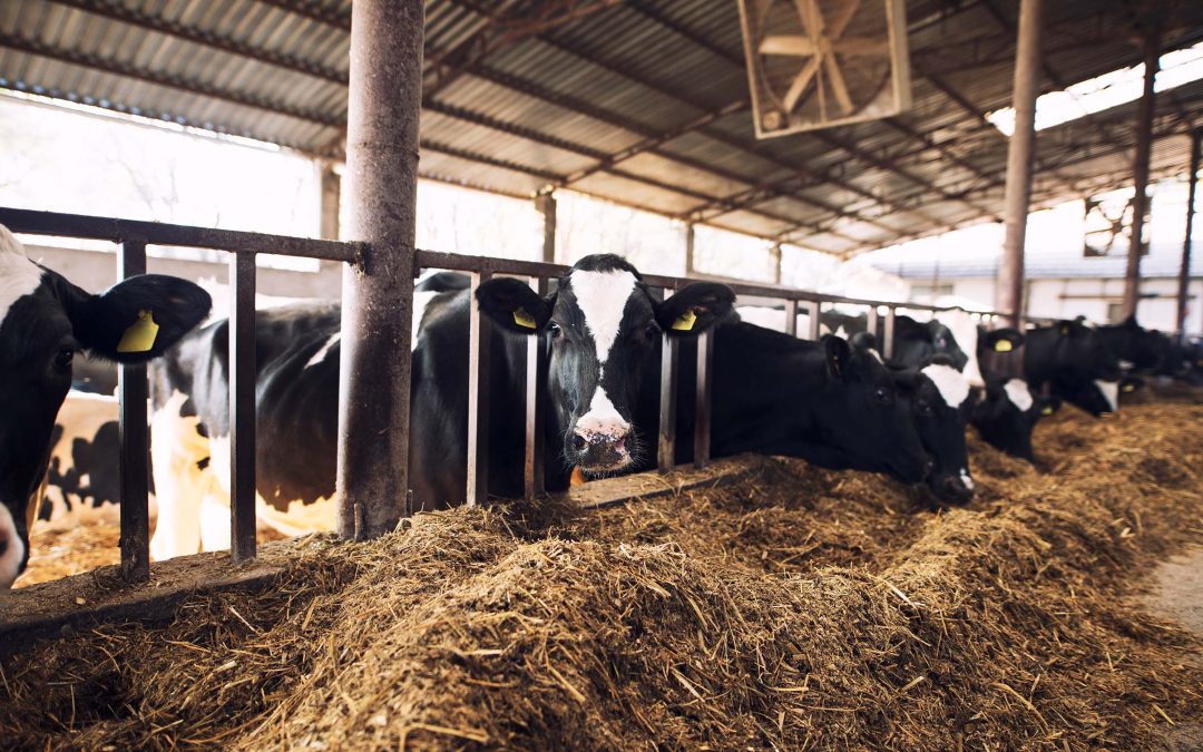 Béta-karotin: a tejelő tehenek rejtett szupervitaminja