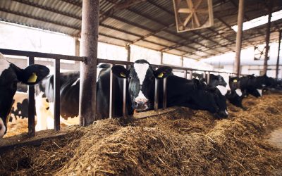 Béta-karotin: a tejelő tehenek rejtett szupervitaminja