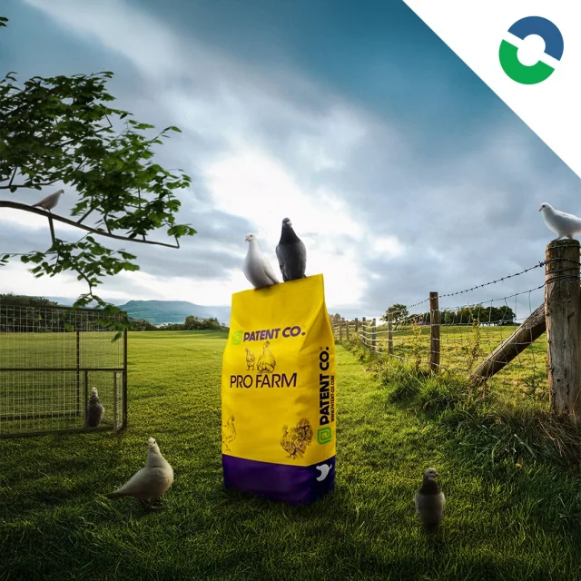 🕊️🥳 Megkezdtük a galamb késztápok árusítását!

🍽️ CF For Pigeons 16 – teljes értékű, granulált takarmány galamboknak
🌾 Adható apró magvakkal is kiegészítve, pl. köles, repce, cirok

💪 Magas fehérjetartalom (16%)
🌿 GMO-mentes takarmány a galambok egészségéért

📍 Szegedi raktárunkból most AKCIÓS áron beszerezhető! 🛒💸
🐦💼 Ne maradj le róla!

⬆️Linkek a BIO-ban!⬆️

📞 Elérhetőségeink:
📲 | +36 20 946 7615
🌐 | www.vitacarbkft.com

🔖 #csirke #tehén #malac #kérődző #baromfi #sertés #premix #koncentrátum #takarmány #vitacarb #patentco #pulyka #gmofree #egészség #kacsa #liba #duck #ducks #goose #geese #tyúk #tojás #vitamin #vitamins #birka #juh #kecske #toxinkötő 🚜🌿